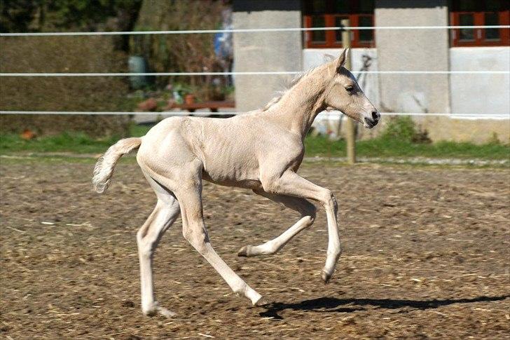 Palomino Willamina billede 11