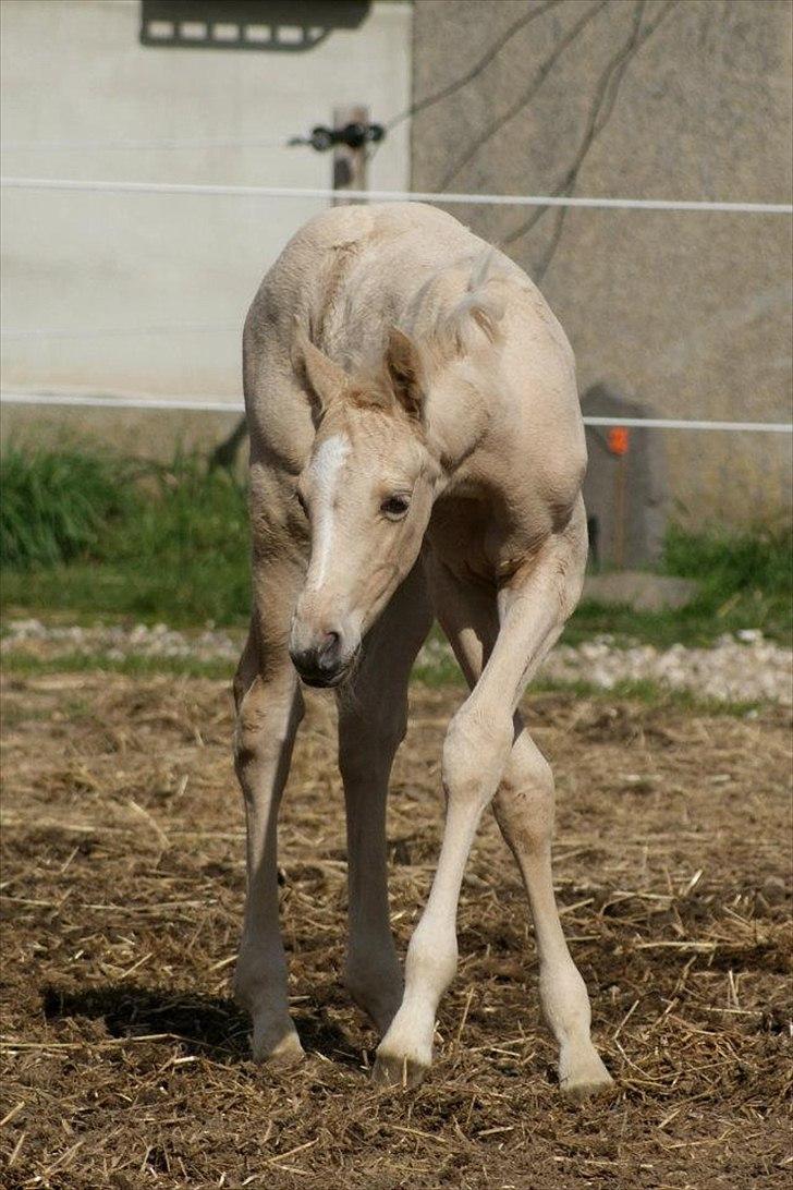 Palomino Willamina billede 12