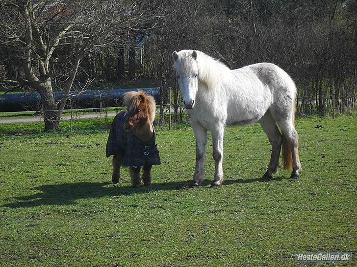 Islænder Nanna fra Hovborg billede 9