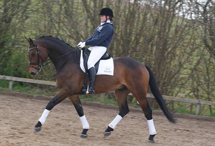 Holstener I Love You II - Alf og jeg opvarmning til stævne på HMR d.14.04.12 billede 1