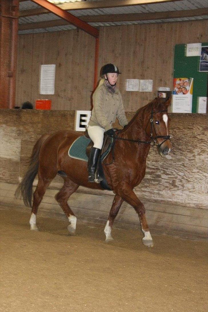 Dansk Varmblod Lucy - Smuksak! :) billede 18
