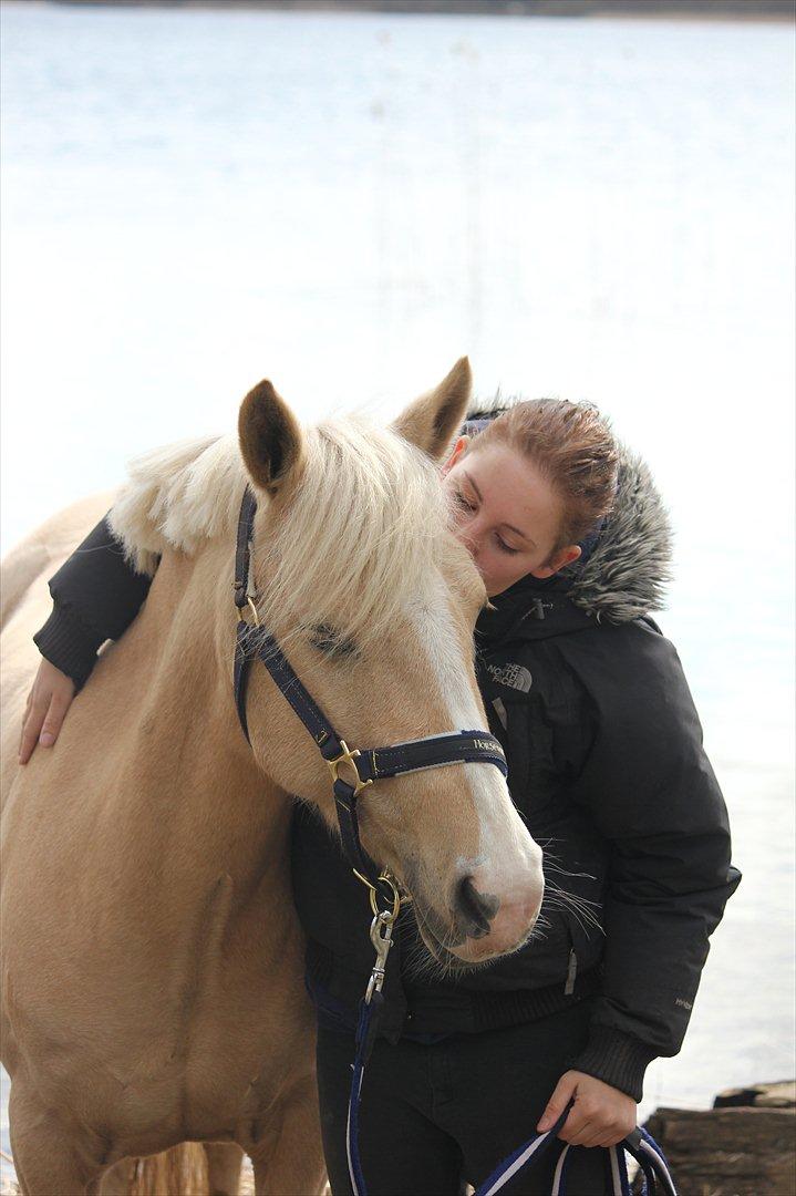 Hollandsk Sportspony Goldy billede 12