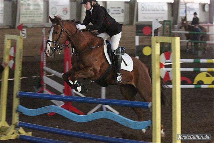 New Forest Escada  <3 himmelhest :’(  - Stævne SRÅ. Foto: Anne Krogh billede 2