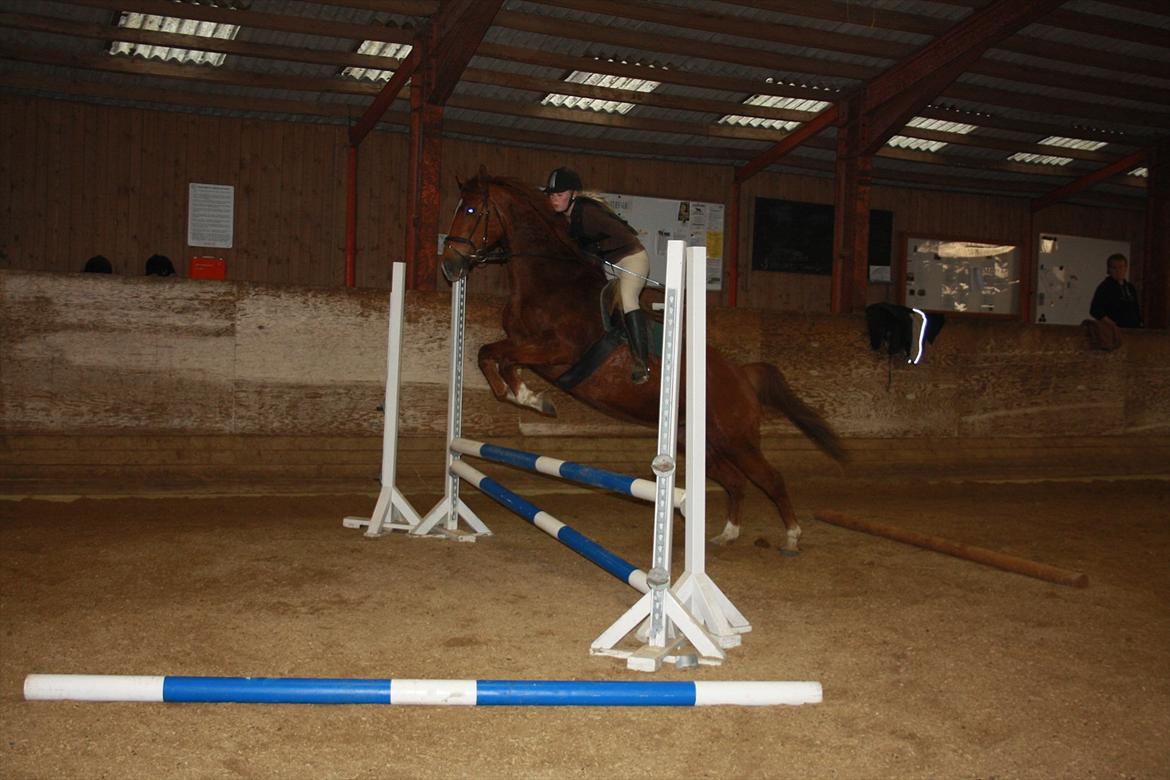 Dansk Varmblod Lucy - Efter et uheld + en efterfølgende afsidning på samme spring - bare som oxer og med langt mere højde på blev vi nødt til at sætte springet ned for at både hun og jeg turde komme over igen :(
(Se evt album med mine mindre heldige billeder) billede 20