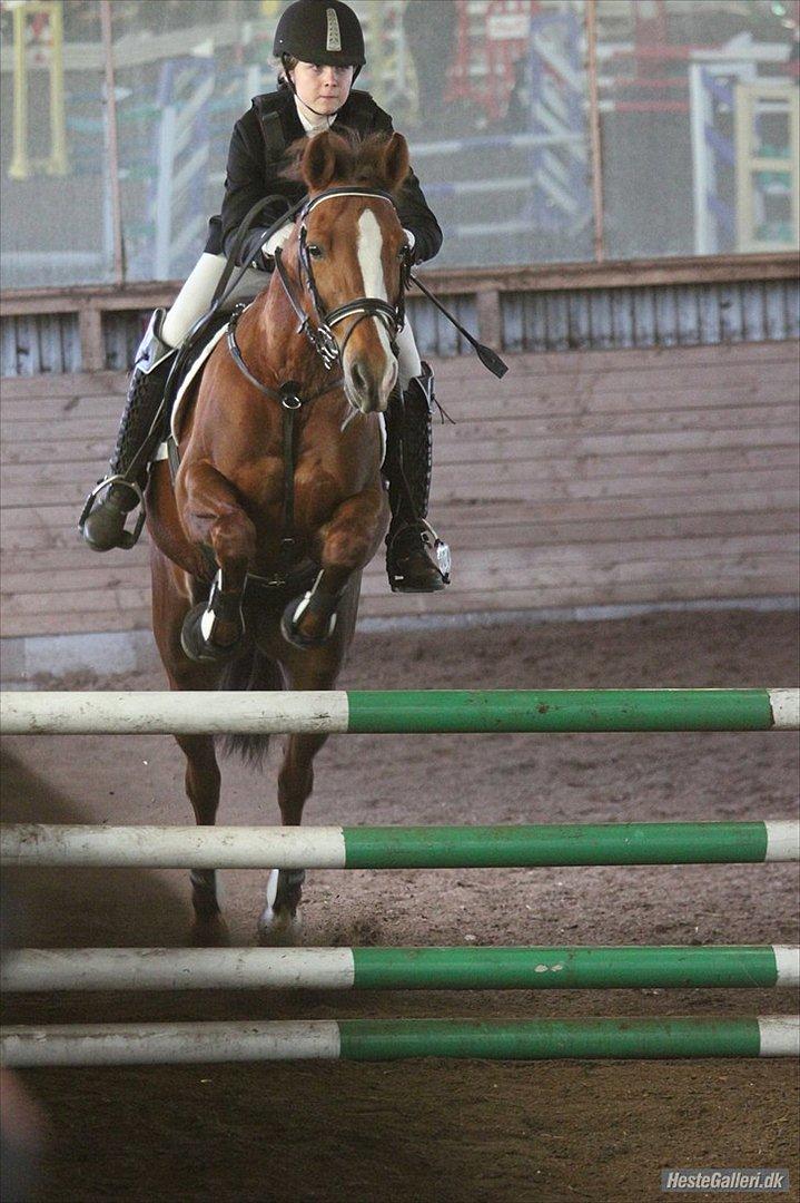 New Forest Escada  <3 himmelhest :’(  - Vi er dybt koncentrerede. :). Foto: Anne Krogh billede 3