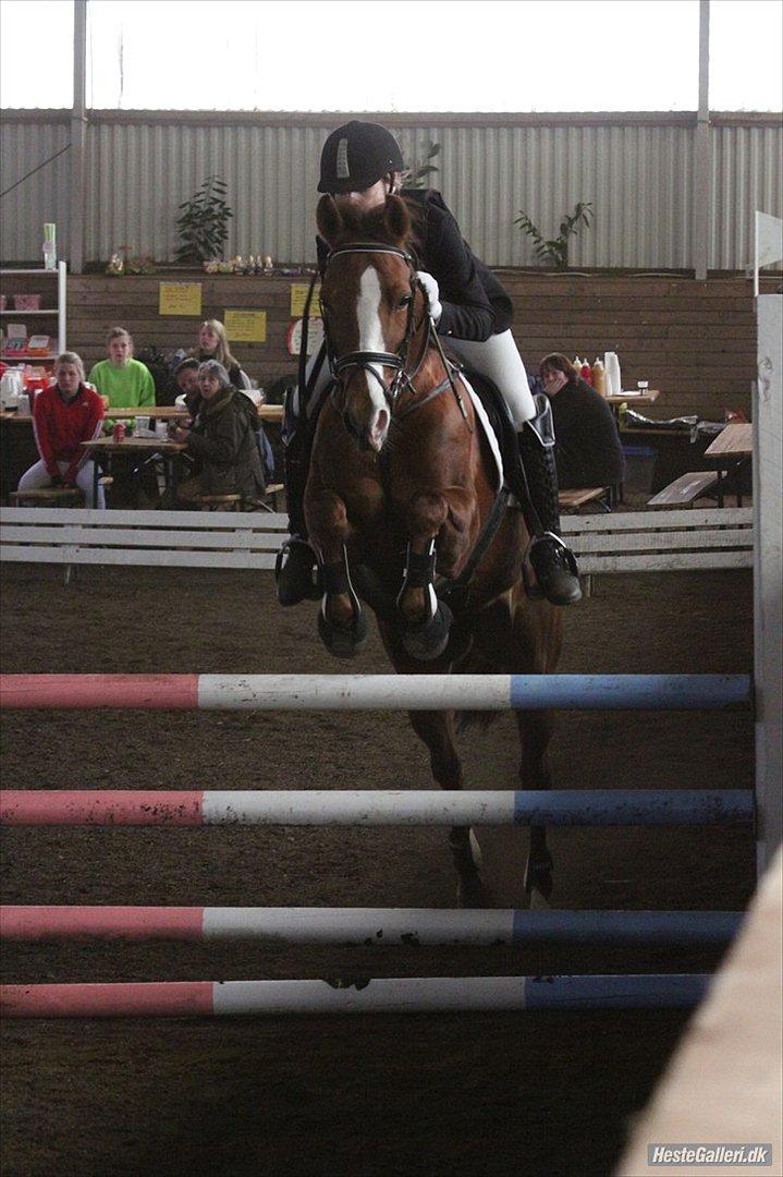 New Forest Escada  <3 himmelhest :’(  - Stævne SRÅ. Foto: Anne Krogh billede 4