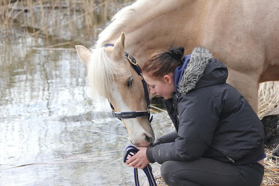 Hollandsk Sportspony Goldy billede 7