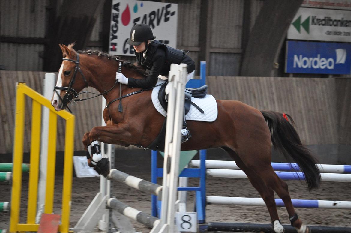 New Forest Escada  <3 himmelhest :’(  - Stævne Aabenraa Rideklub. Foto: Julie Herskind billede 6