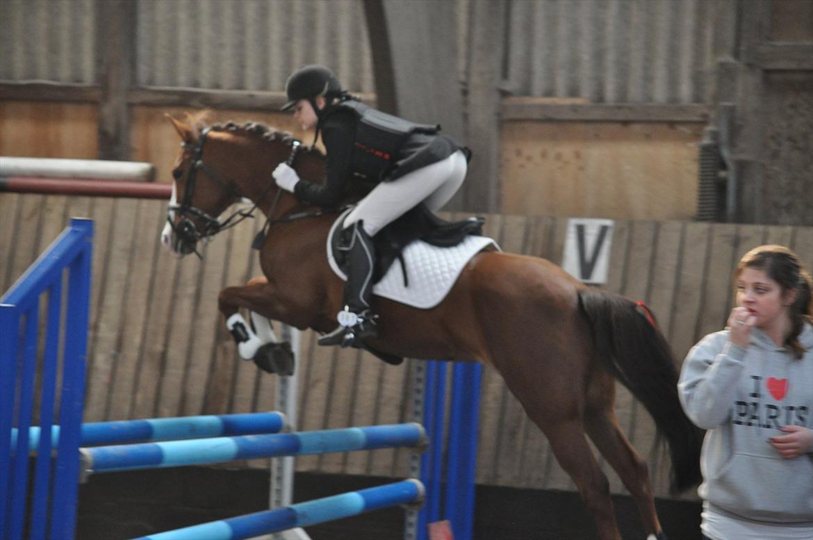 New Forest Escada  <3 himmelhest :’(  - Stævne Aabenraa Rideklub. Foto: Julie Herskind billede 8