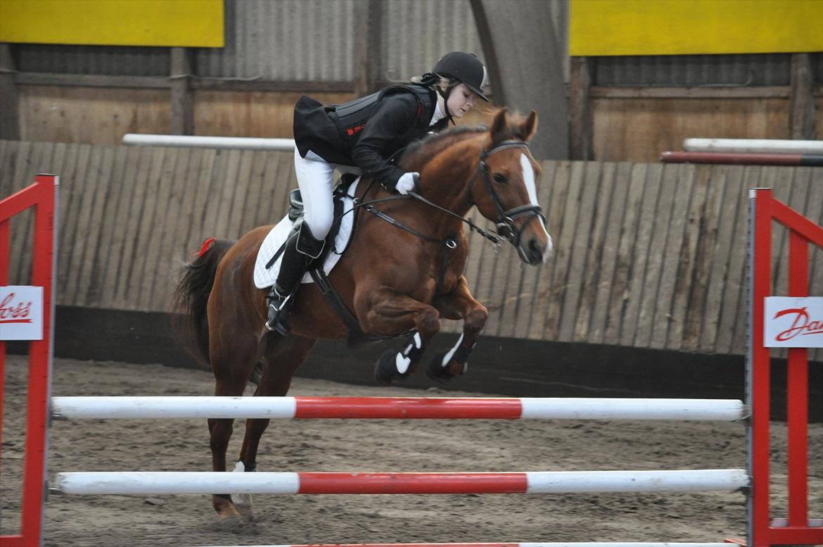 New Forest Escada  <3 himmelhest :’(  - Stævne Aabenraa Rideklub. Foto: Julie Herskind billede 9