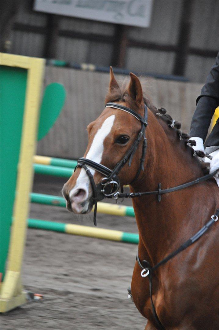 New Forest Escada  <3 himmelhest :’(  - Stævne Aabenraa Rideklub. Foto: Julie Herskind billede 10