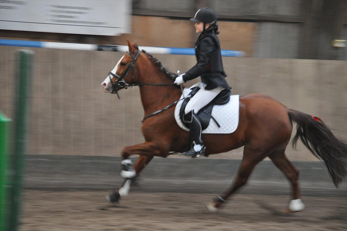 New Forest Escada  <3 himmelhest :’(  - I fuld galop. Foto: Julie Herskind billede 11