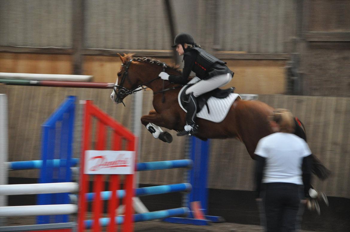 New Forest Escada  <3 himmelhest :’(  - Stævne Aabenraa Rideklub. Foto: Julie Herskind billede 12