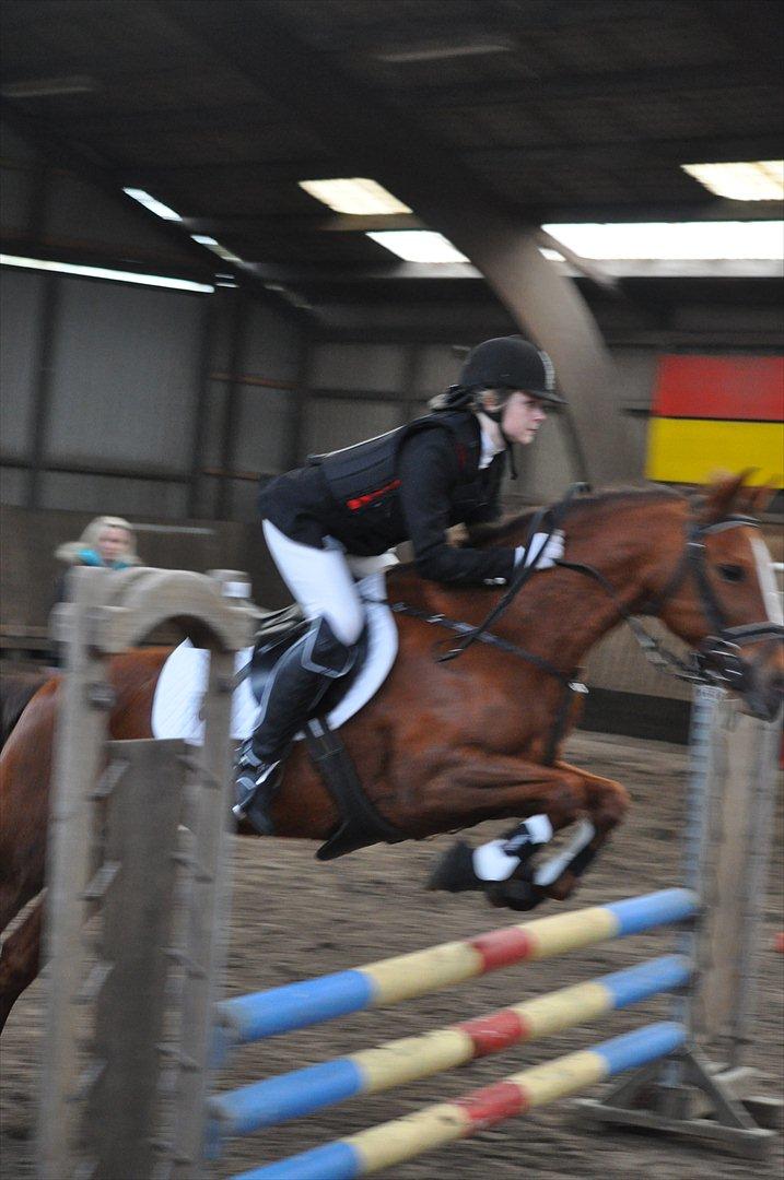 New Forest Escada  <3 himmelhest :’(  - Stævne Aabenraa Rideklub. Foto: Julie Herskind billede 13