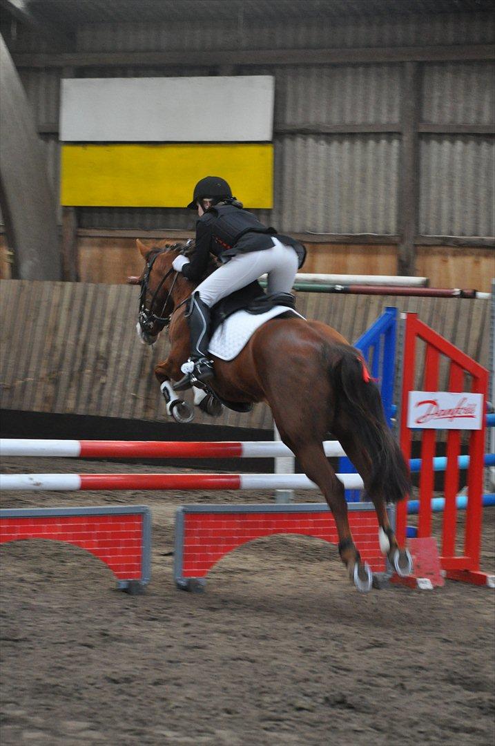 New Forest Escada  <3 himmelhest :’(  - Stævne Aabenraa Rideklub. Foto: Julie Herskind billede 14