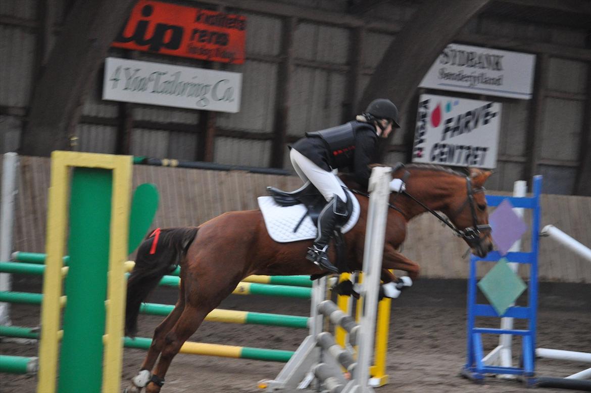New Forest Escada  <3 himmelhest :’(  - Stævne Aabenraa Rideklub. Foto: Julie Herskind billede 15