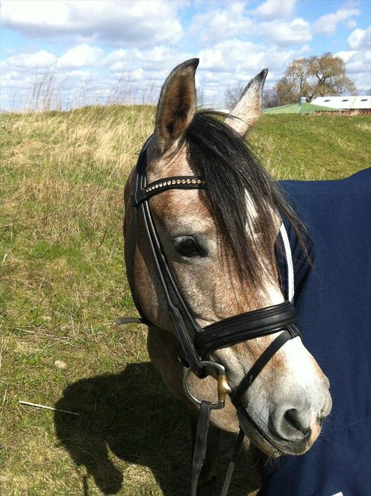 Arabisk fuldblod (OX) HM Magnifica [Maggie] - 16.04.2012 <3 Maggie med sin nye OS trense .. billede 6