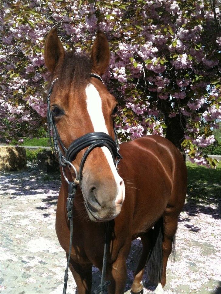 New Forest Escada  <3 himmelhest :’(  - Velkommen til Escadas profil. :-) Smid gerne en kommentar + bedømmelse.  billede 1