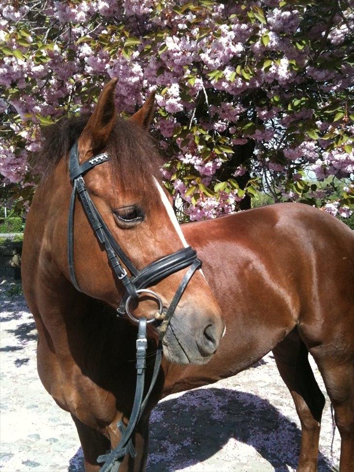 New Forest Escada  <3 himmelhest :’(  - Smukke Ester. Foto: Tidligere ejer Stine billede 7