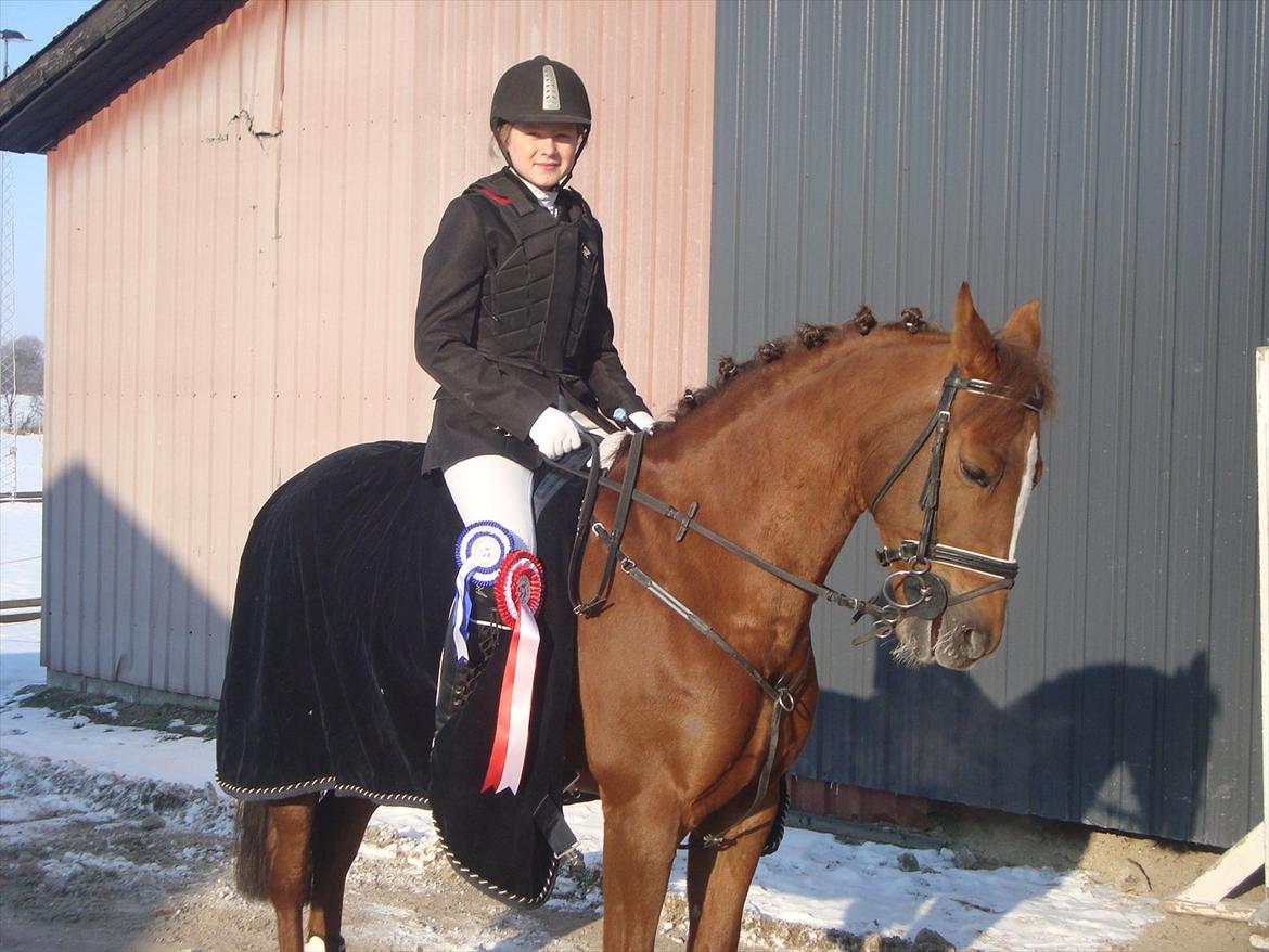 New Forest Escada  <3 himmelhest :’(  - <3<3 billede 18