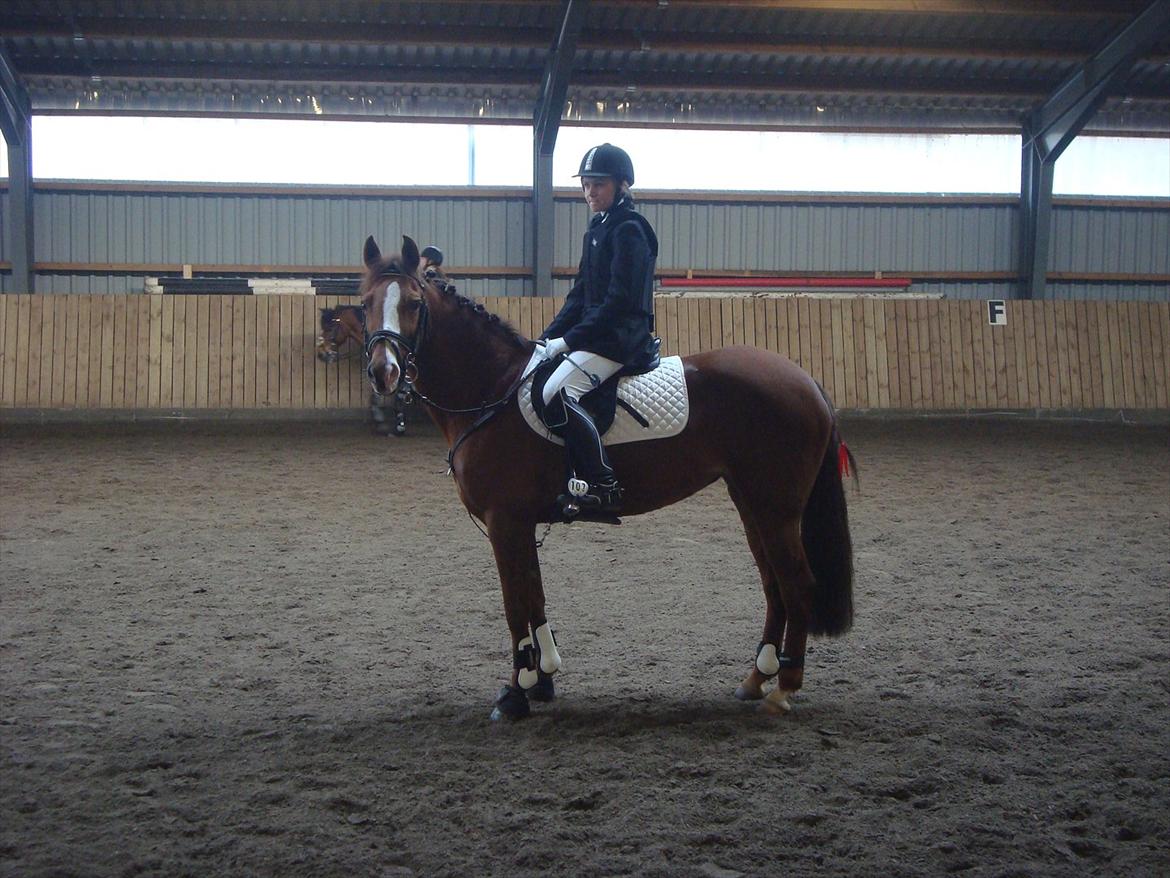 New Forest Escada  <3 himmelhest :’(  - Så er vi klar til at springe. :) billede 16