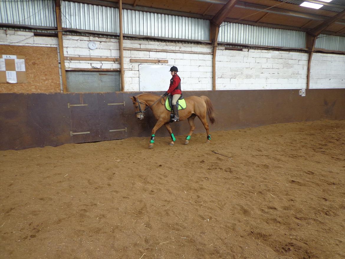 Anden særlig race Speedy  billede 12