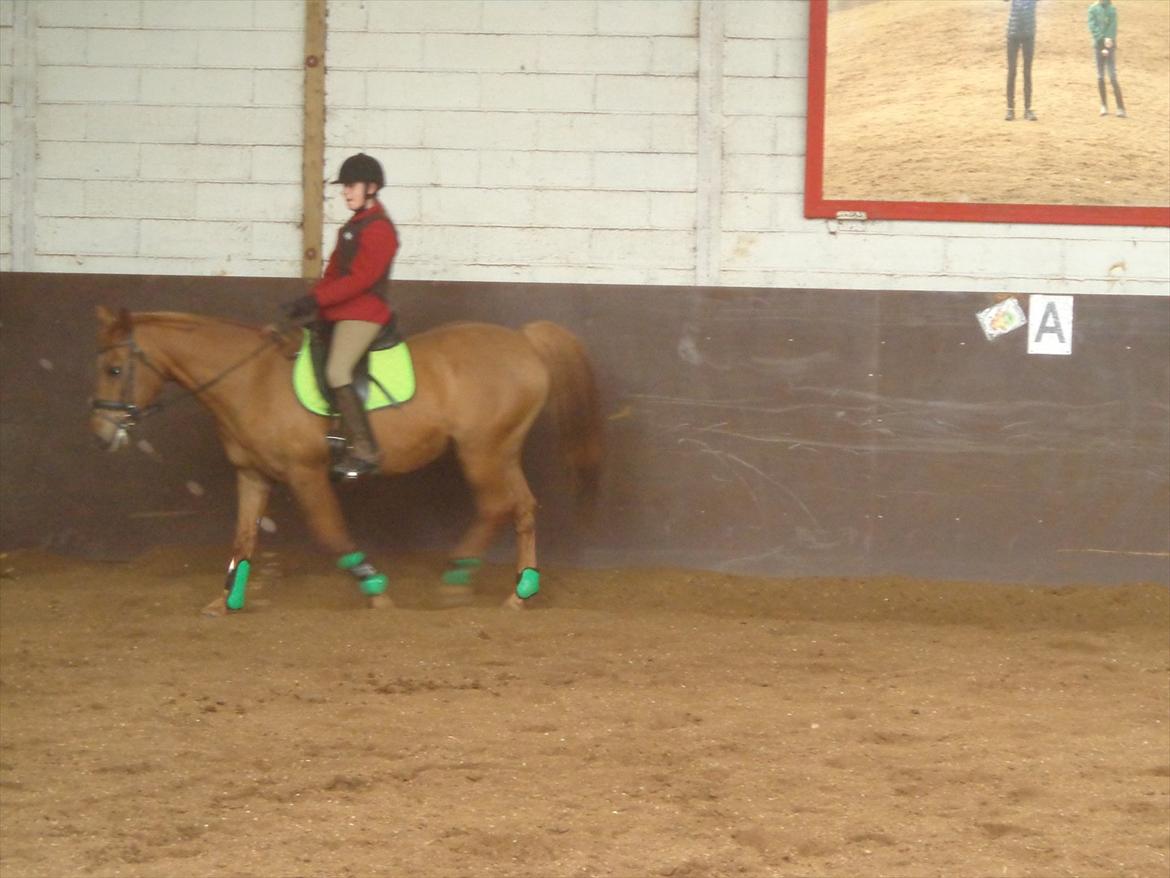 Anden særlig race Speedy  billede 13