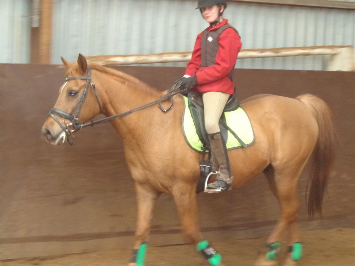 Anden særlig race Speedy  billede 14