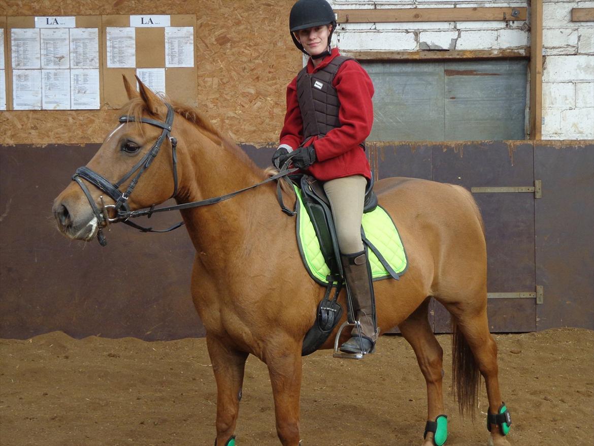 Anden særlig race Speedy  billede 15