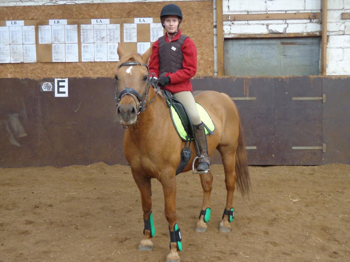 Anden særlig race Speedy  billede 16
