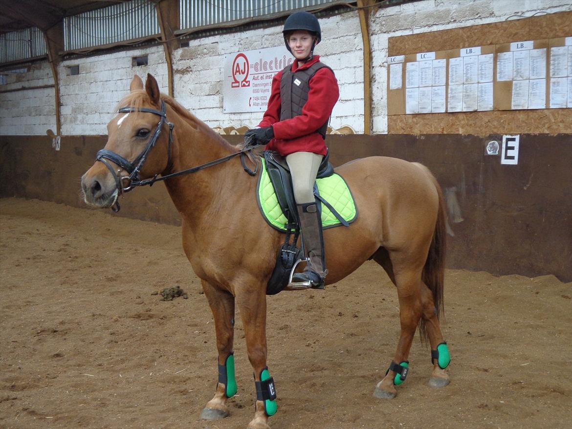 Anden særlig race Speedy  billede 17