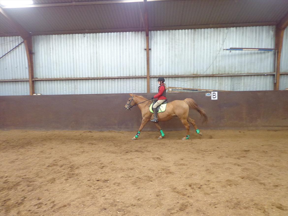 Anden særlig race Speedy  billede 18