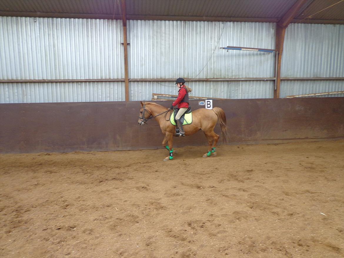 Anden særlig race Speedy  billede 19