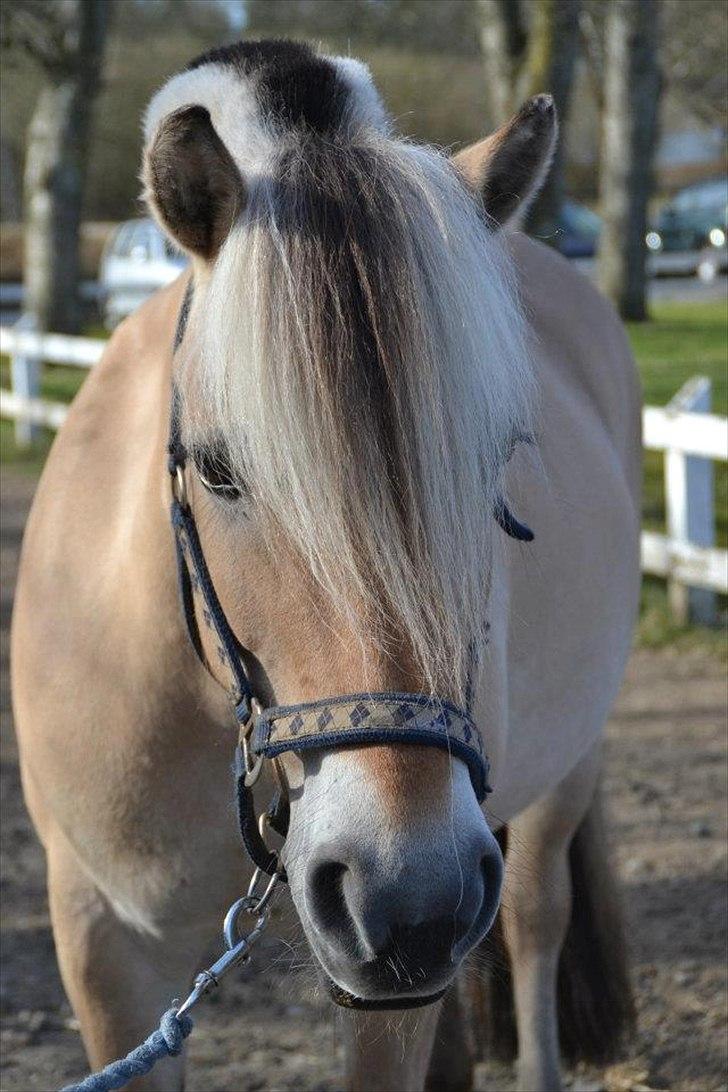 Fjordhest Kamilla  billede 3