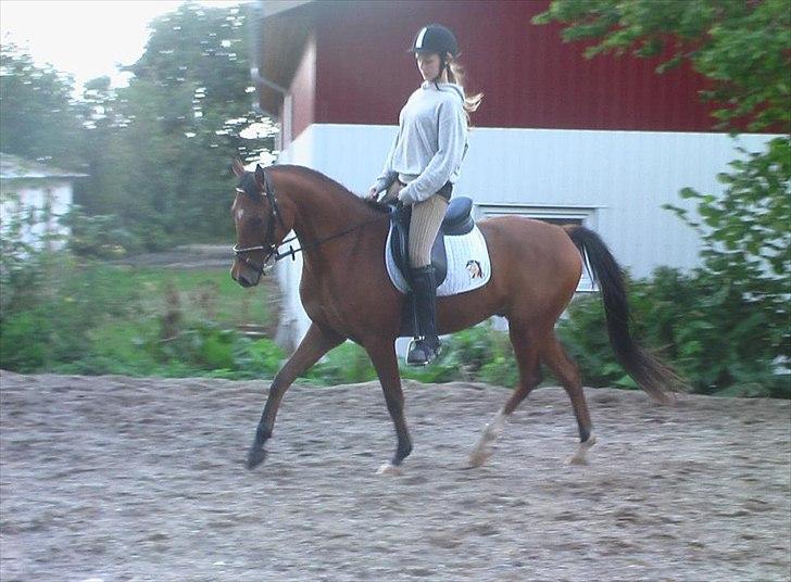 DSP Mylord - Da jeg var ude og prøve ham billede 1