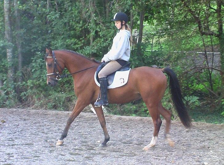 DSP Mylord - <3 billede 2