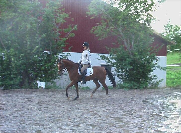 DSP Mylord billede 3