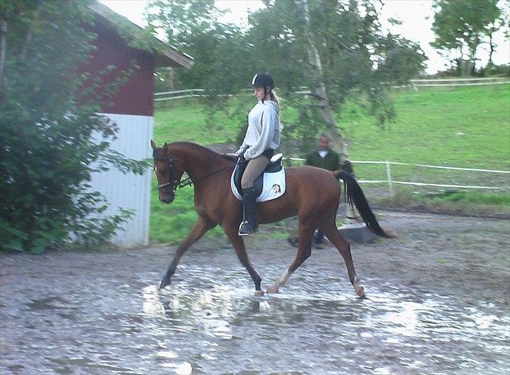 DSP Mylord billede 4