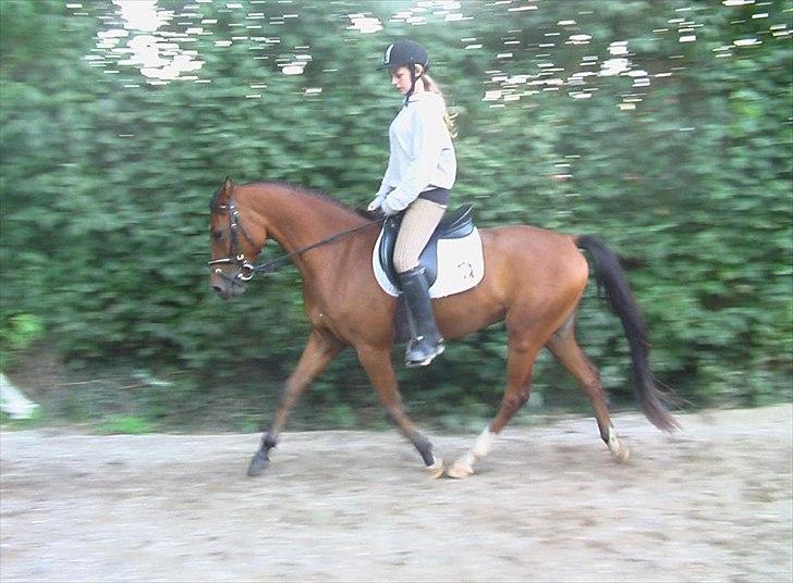 DSP Mylord billede 5