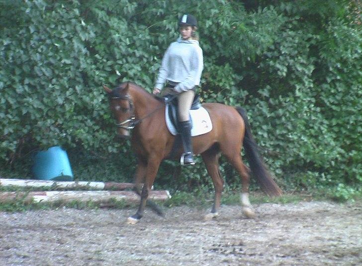 DSP Mylord billede 6