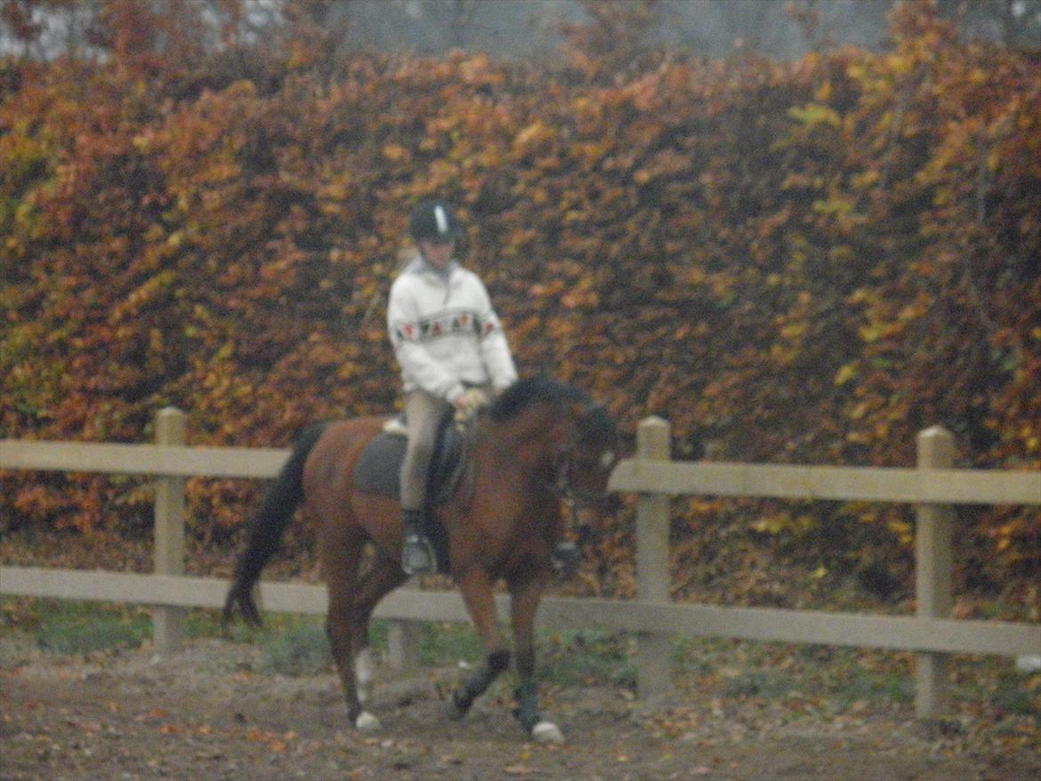 DSP Mylord - Dressur billede 7