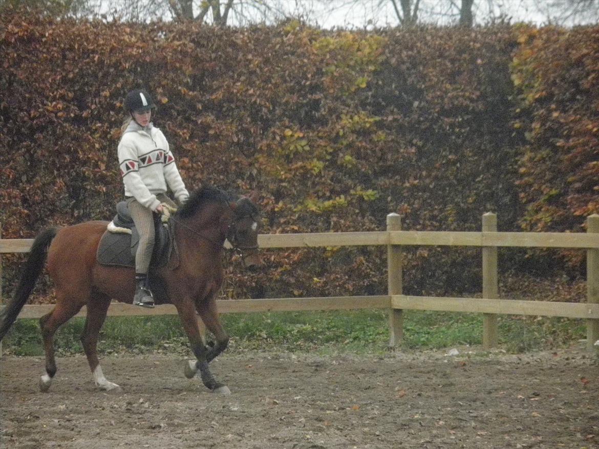 DSP Mylord - Dressur billede 8