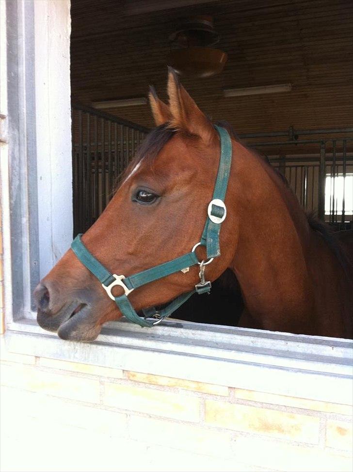 DSP Mylord - Smukke pony <3 billede 9