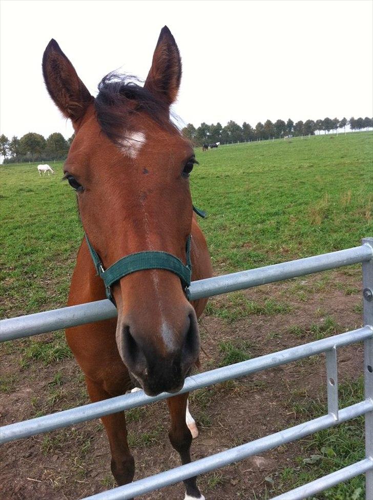 DSP Mylord - Mylord på folden billede 10