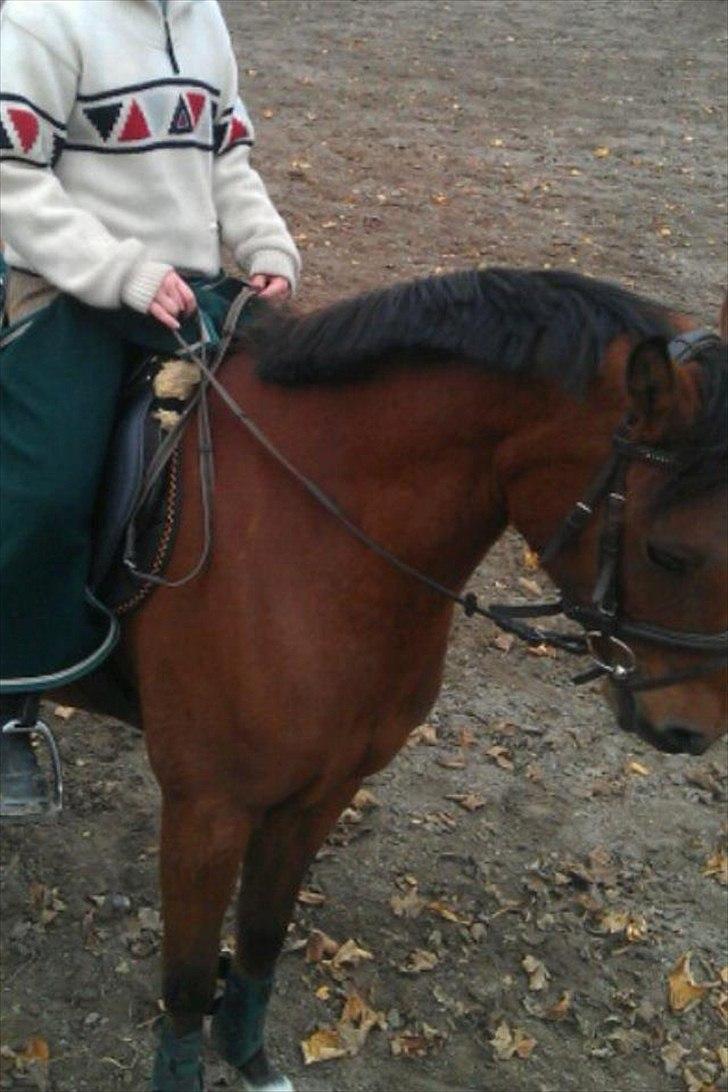 DSP Mylord - Efter dressur træning billede 11