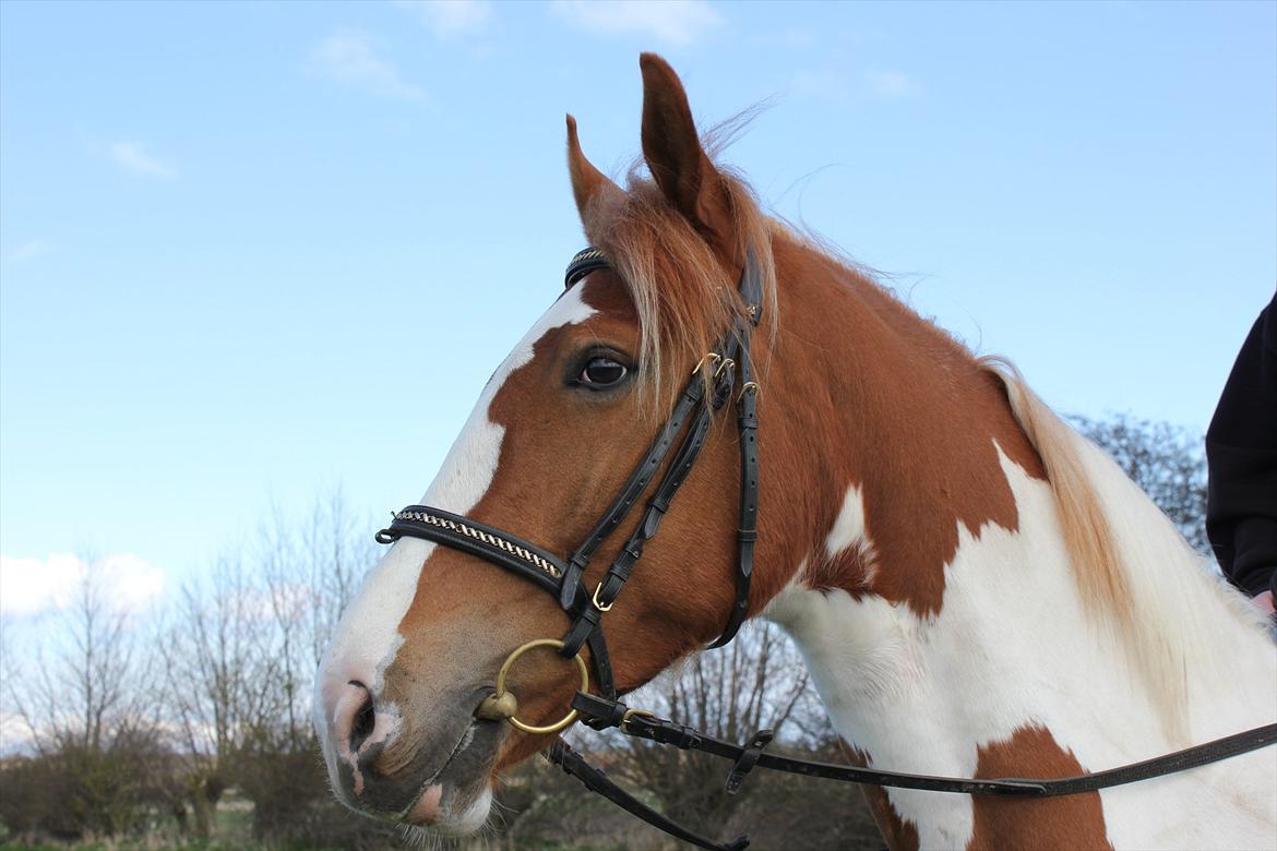 Anden særlig race Olivar - Solgt billede 3