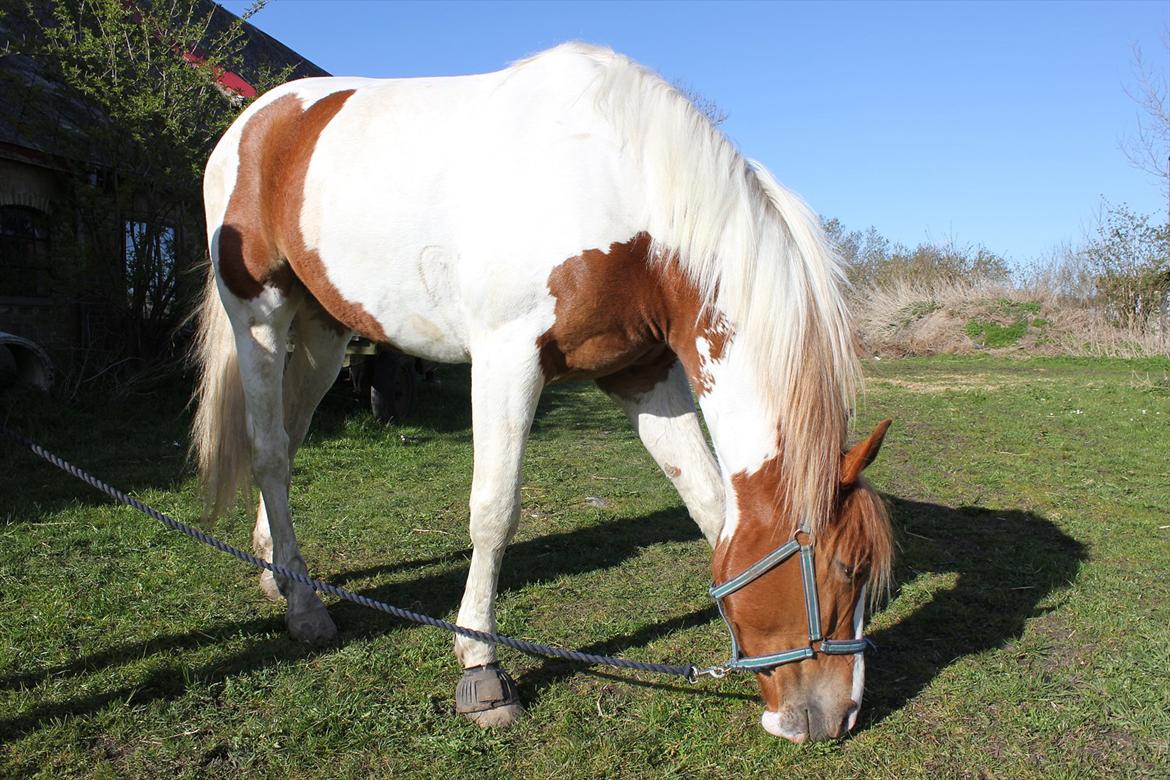 Anden særlig race Olivar - Solgt - Ollen hygger sig med lidt mums til maven :-) billede 6