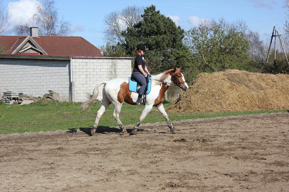 Anden særlig race Olivar - Solgt - Ollebolle og jeg på banen.  billede 4