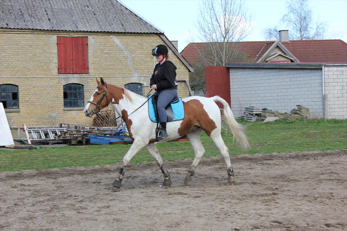 Anden særlig race Olivar - Solgt - Vi hygger :-) Eller Olivar gør imens jeg laver noget :p billede 9