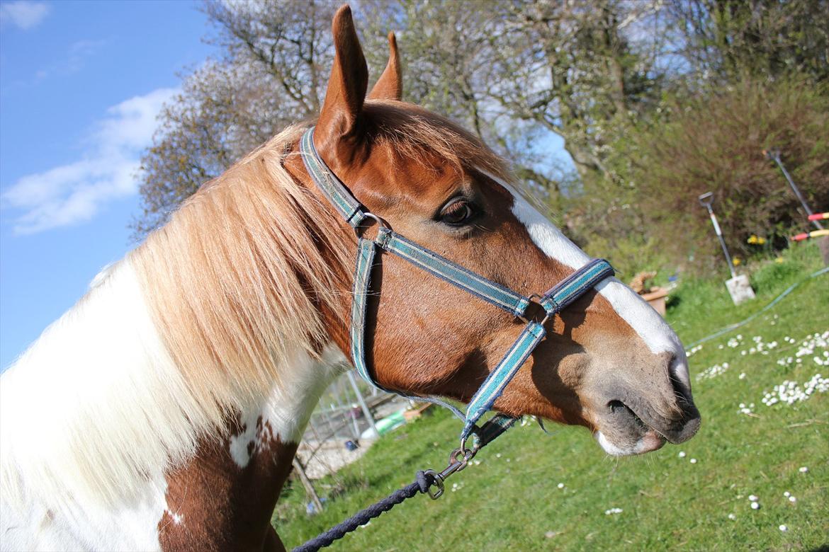 Anden særlig race Olivar - Solgt billede 2